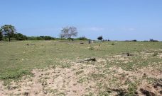 property, real estate, realty, property for sale, land for sale, land, beachfront, Arugum Bay, Sri Lanka