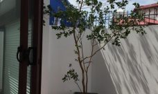 property, real estate, realty, homes for rent, houses for rent, home, house, luxury, residencies, Colombo, Sri Lanka